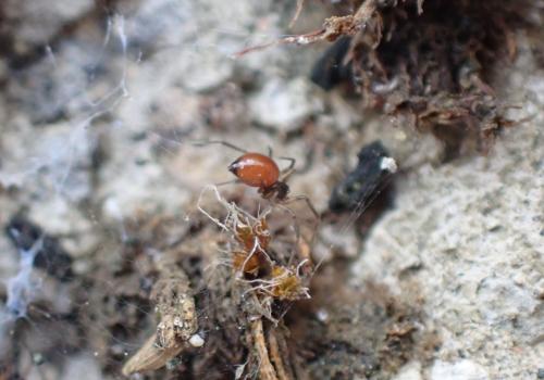 Réf. 294 441 : Ostearius melanopygius
